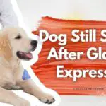 Dog Still Smells After Glands Expressed