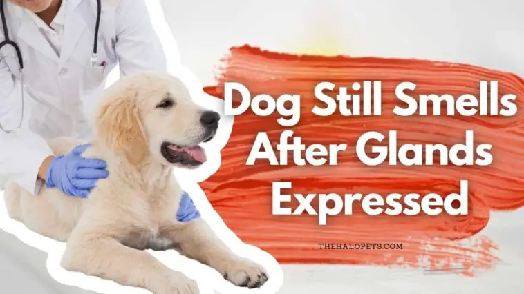 Dog Still Smells After Glands Expressed