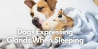Dogs Expressing Glands When Sleeping