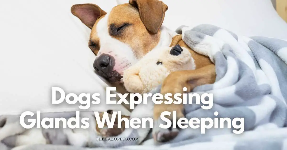 can dogs express their own glands by licking