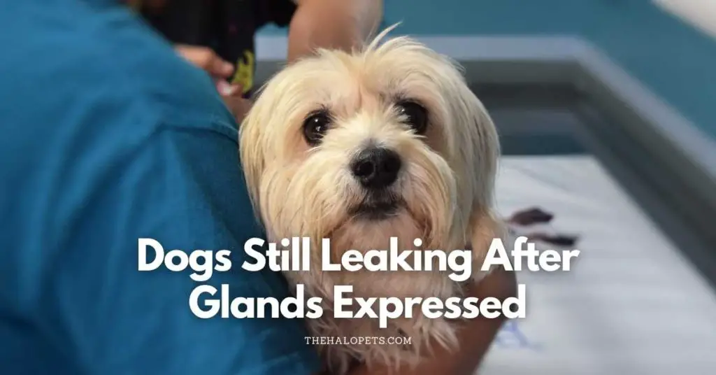 Dogs Still Leaking After Glands Expressed