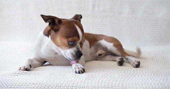 Razor Burn On Dog’s Privates - 3 Reasons + 5 Ways To Treat