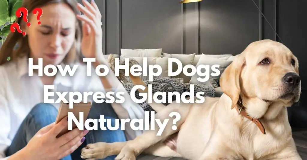 How To Help Dogs Express Glands Naturally