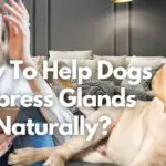 How To Help Dogs Express Glands Naturally