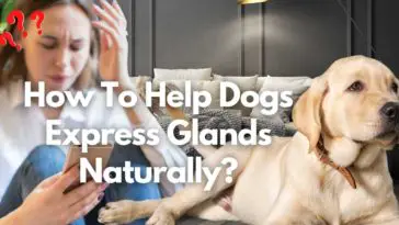 How To Help Dogs Express Glands Naturally