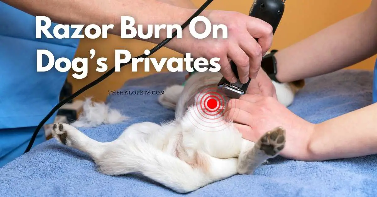 Razor Burn On Dog’s Privates 