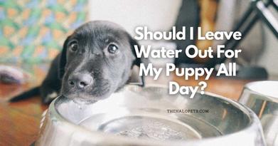 how long can a dog go without water during the day