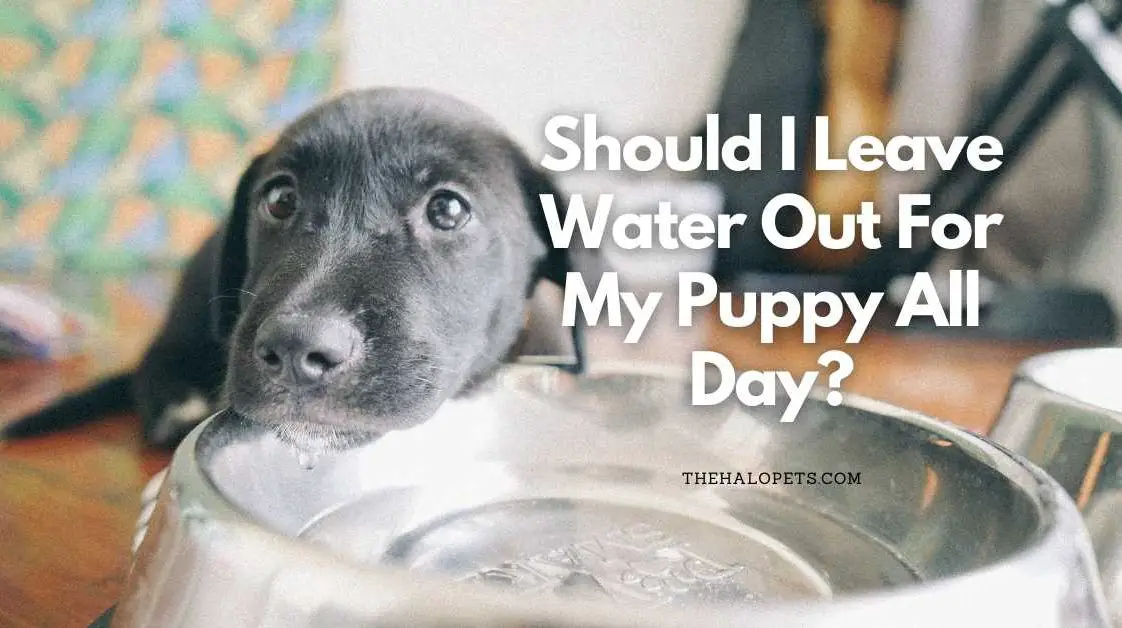 Razor Burn On Dog’s Privates 3 Reasons + 5 Ways To Treat