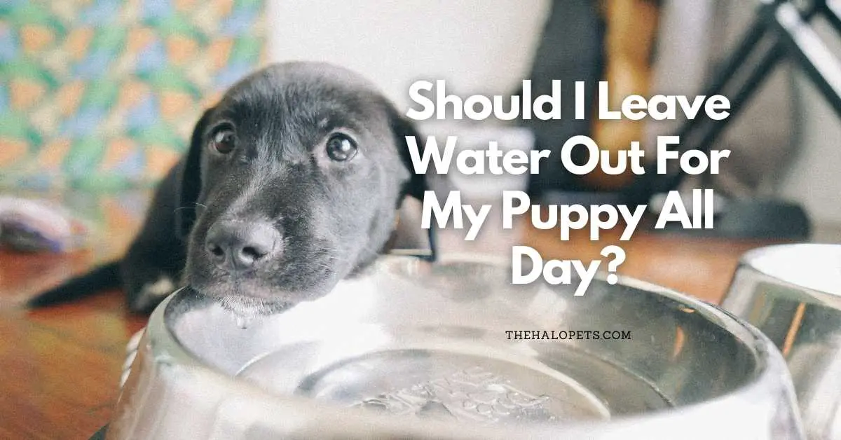 should dogs have water all day