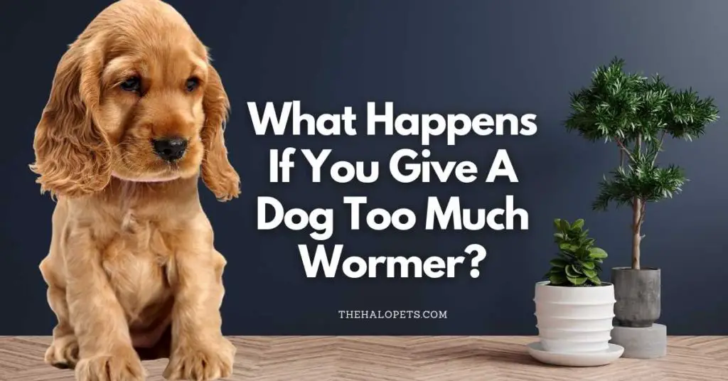 What Happens If You Give A Dog Too Much Wormer