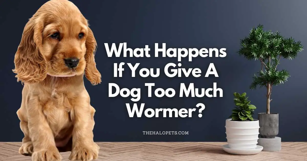 What Happens If You Give A Dog Too Much Wormer? 6 Effects + 3 Tips