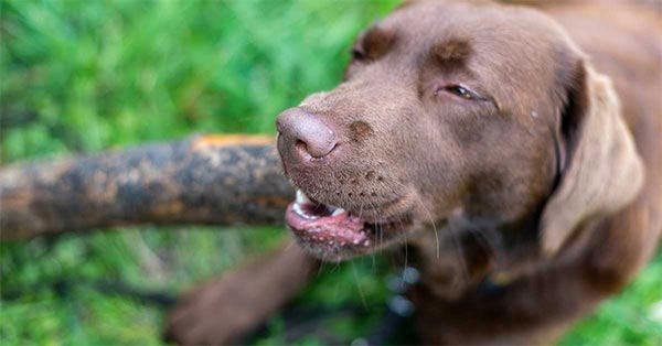 Dog Making Weird Mouth Movements - 10 Reasons + 4 Types