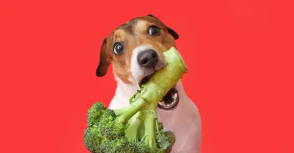 fruits and veggies dogs can or cannot eat
