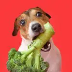 vege and fruits dogs can and cant eat
