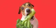vege and fruits dogs can and cant eat
