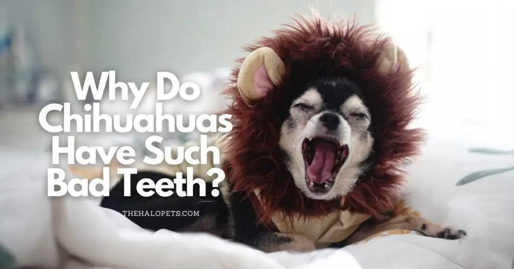 Why Do Chihuahuas Have Such Bad teeth