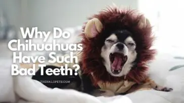 Why Do Chihuahuas Have Such Bad teeth