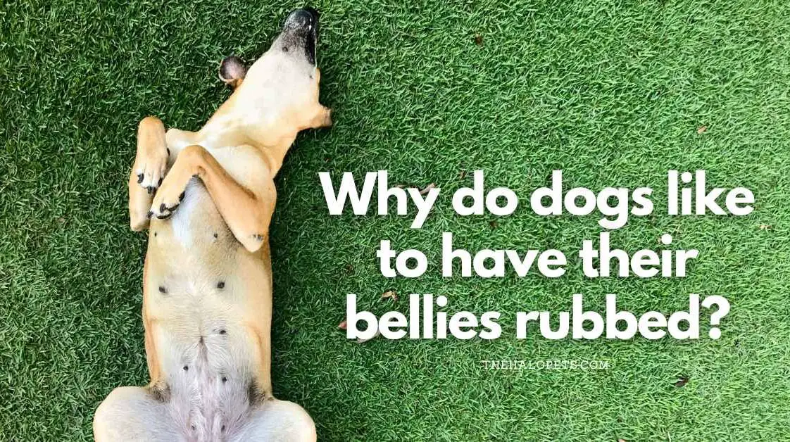 What Smells Do Dogs Hate The Most - 15 Scents That Repel Dogs